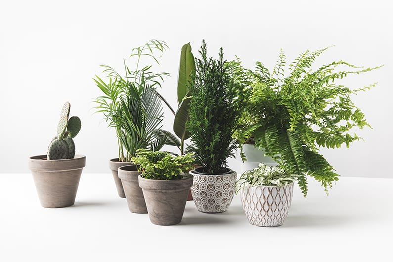 Plants sold online