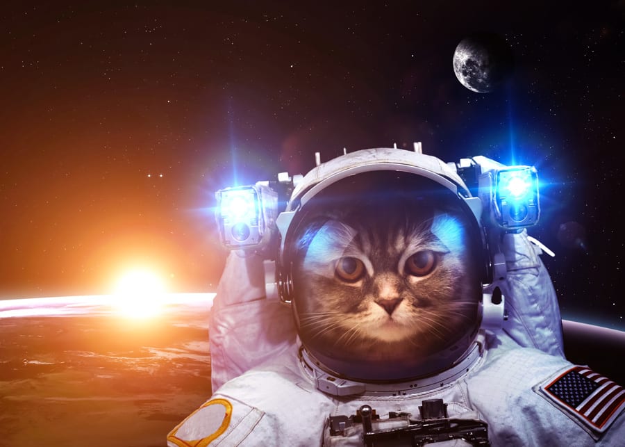 Space Cat